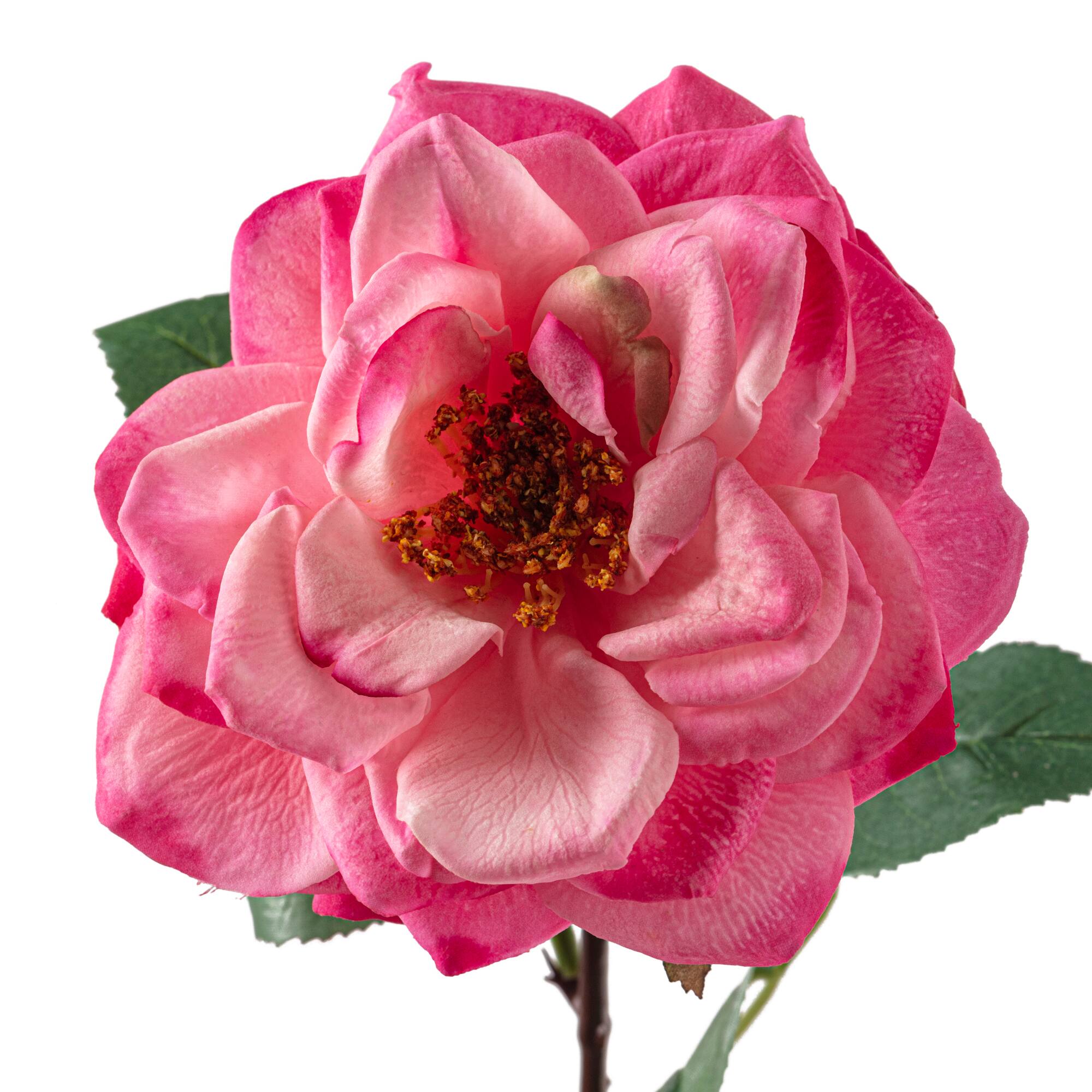 12 Pack: Pink Orlane Rose Stem by Ashland®